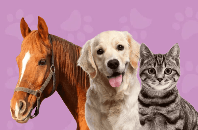 West Country Pets